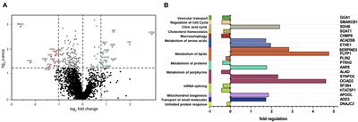 Intracellular Lipid Accumulation and Mitochondrial Dysfunction Accompanies Endoplasmic Reticulum Stress Caused by Loss of the Co-chaperone DNAJC3